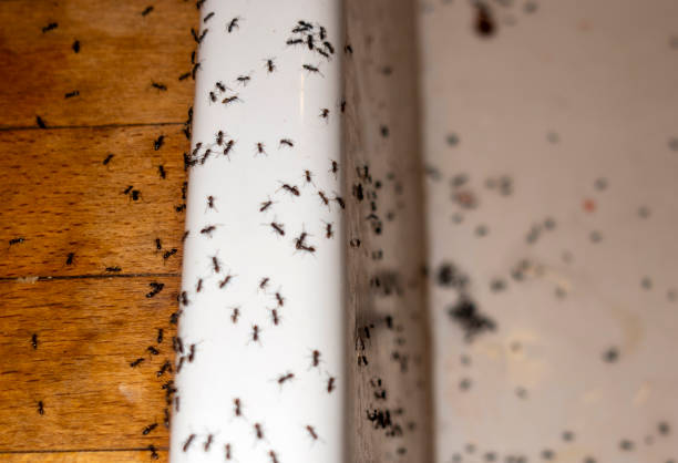 Best Affordable Pest Control Services  in Leadwood, MO